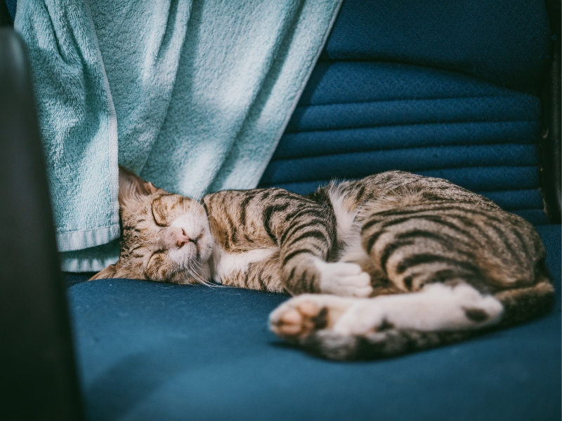un chat sur un canapé et un textile transformative teal / visiondeco